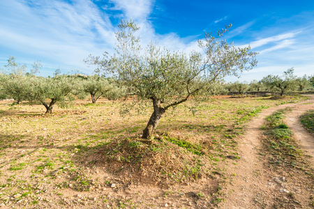 The lonely huge olive tree in the sunny day.の写真素材