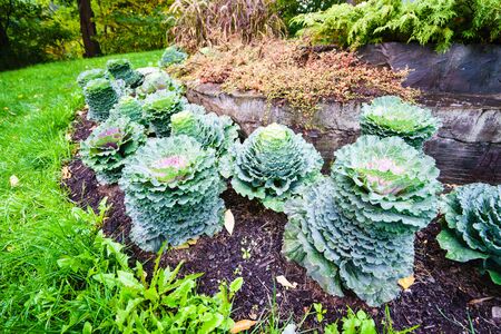 Unusual flowers growing on the flower-bed. Horizontal outdoors shotの写真素材