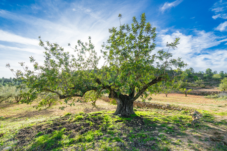 The lonely huge olive tree in the sunny day.の写真素材