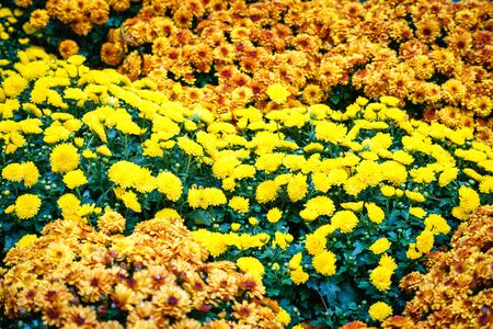 A lot of different shades of yellow colored flowersの写真素材