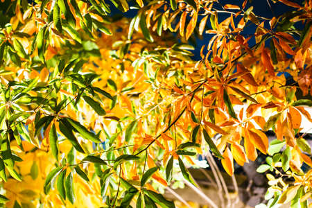 Green and yellow autumn leaves hanging on a branch. Horizontal outdoors shotの写真素材