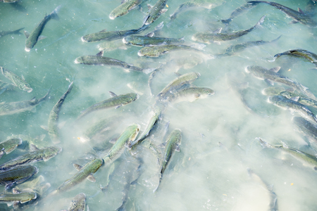 fishes in Pasajes de San Juan (Pasai Donibane) port, Basque Country, Spainの写真素材