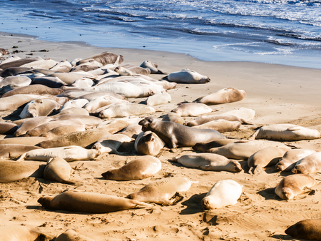 sea lions in Big Sur in California, USAの写真素材