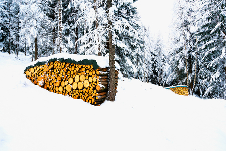 Stacks of firewoods in winter forestの写真素材