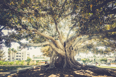 LOS ANGELES, USA - SEPTEMBER 20: Beverly Hills on September 20, 2015 in Los Angeles, United States. Iit is home to many actors and celebrities. The city includes the Rodeo Drive shopping district and the Beverly Hills Oil Field.のeditorial素材