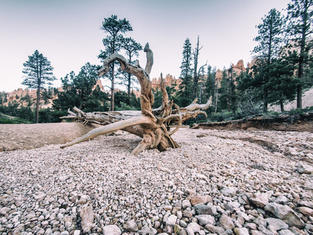 Bryce Canyon in Utah, USAの写真素材