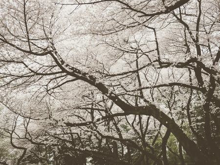 shinjuku gyoen in Tokyo, Japanの写真素材