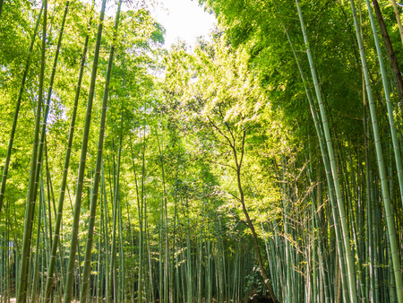 Bamboo Path in Arashiyama, Japanの写真素材