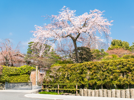 Typical street in Arashiyama, Japanの写真素材