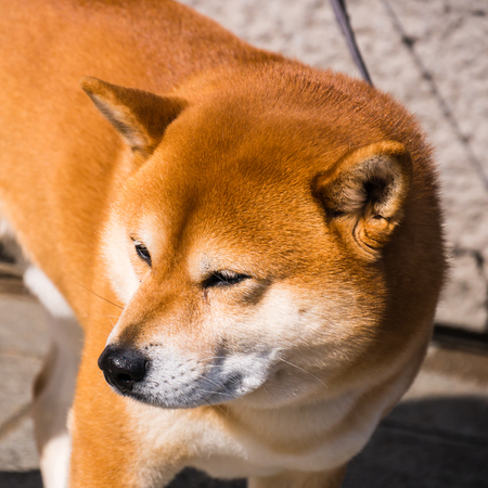 akita dogの写真素材
