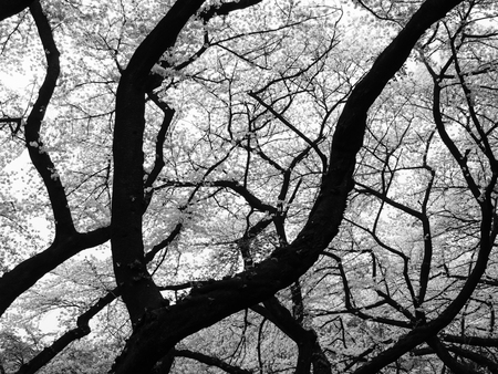 shinjuku gyoen in Tokyo, Japan
