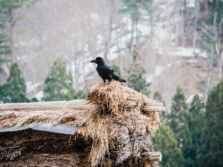 Beautiful blue-eyed crow on wooden roofの写真素材