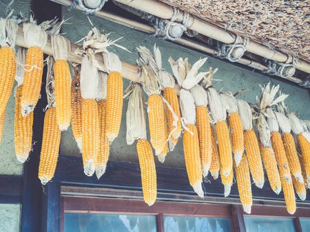 corncobs hanging from the ceiling