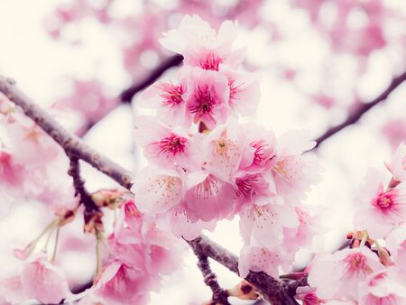Cherry blossoms in Japanの写真素材