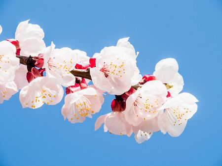 Cherry blossoms in Japanの写真素材