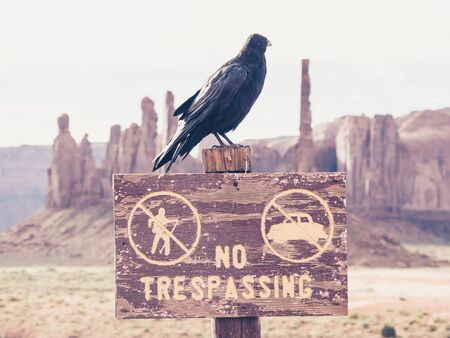 crow in Monument Valley, Utah, USAの写真素材