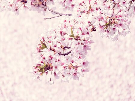 Cherry blossoms in Japanの写真素材