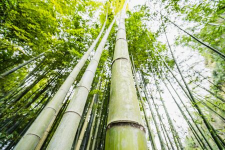 bamboo forest in Japanの写真素材