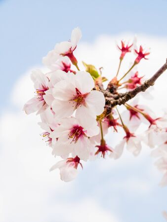 Cherry blossoms in Japanの写真素材
