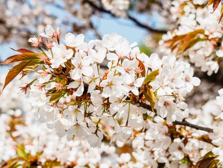 Cherry blossoms in Japanの写真素材