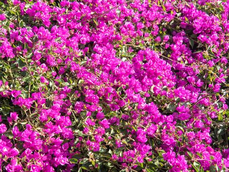 Pink bougainvillea in a gardenの写真素材