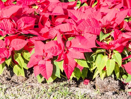 Red poinsettias in a gardenの写真素材