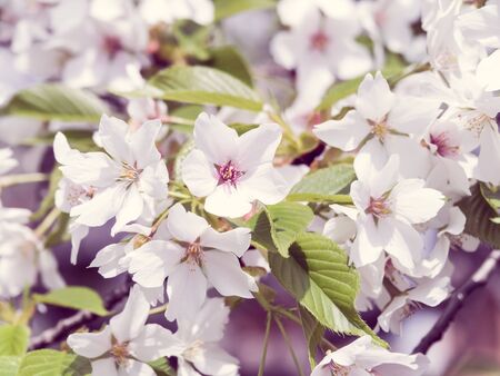 Cherry blossoms in Japanの写真素材