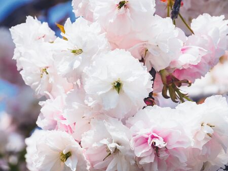 Cherry blossoms in Japanの写真素材