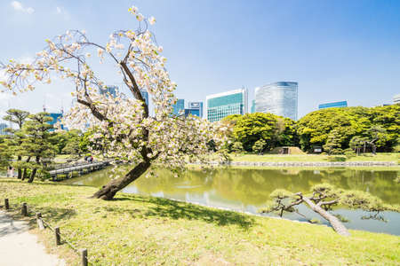 TOKYO; JAPAN - APRIL 10, 2018: Hama Rikyu garden. This famous traditional garden is near Sumida River.のeditorial素材