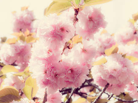 Cherry blossoms in Japanの写真素材