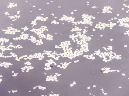 Cherry blossoms in Japanの写真素材