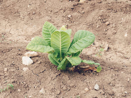 Tobacco plant in Valencia, Spainの写真素材