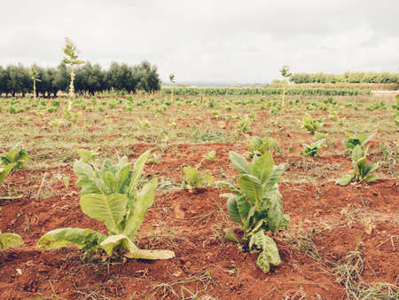 Tobacco plant in Valencia, Spainの写真素材