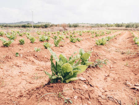 Tobacco plant in Valencia, Spainの写真素材
