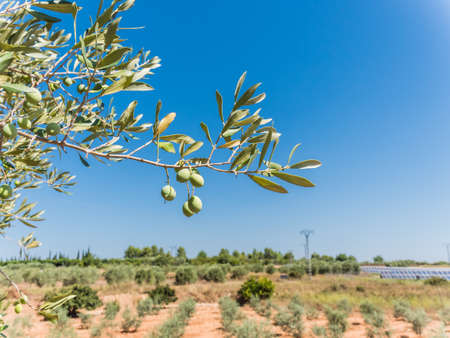 Olive tree in Jaen, Spainの写真素材