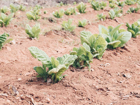 Tobacco plant in Valencia, Spain