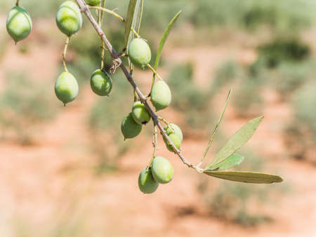 Olive tree in Jaen, Spainの写真素材