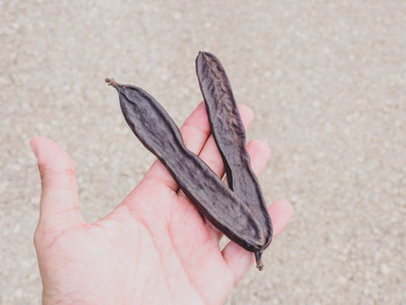 carob on a man's handの写真素材