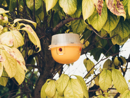 Worm trap in a kaki treeの写真素材