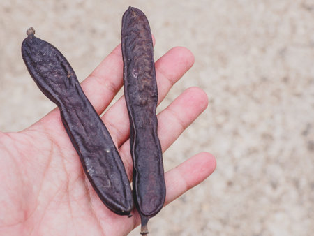 carob on a man's handの写真素材