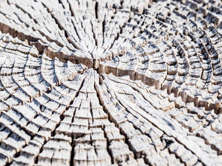 View on chopped wooden trunks from aboveの写真素材