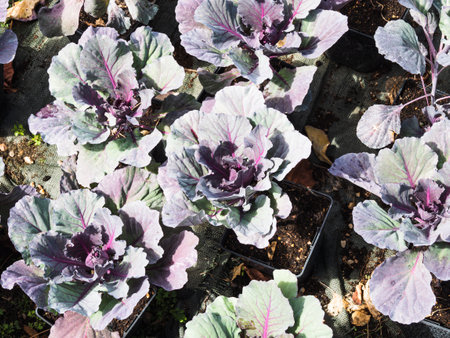 Vegetable garden in La Rioja, Spainの写真素材