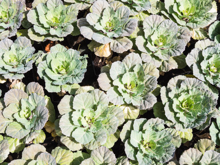 Vegetable garden in La Rioja, Spainの写真素材