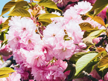 Cherry blossoms in Japanの写真素材