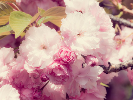 Cherry blossoms in Japanの写真素材