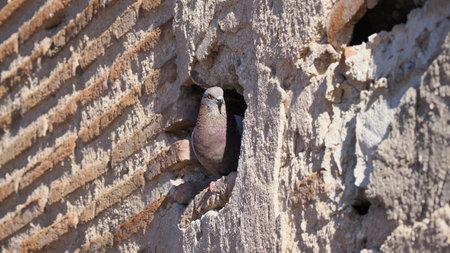 Pigeon on an old wallの写真素材