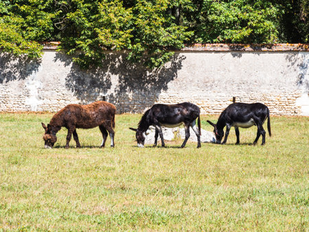 Small donkeys in the fieldの写真素材