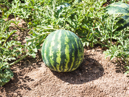 Vegetable garden in La Rioja, Spainの写真素材