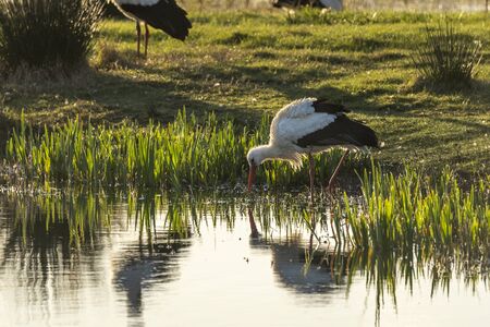 Stork (ciconia ciconia) at dawn in the Natural Park of the Marshes of AmpurdÃ¡n, Girona, Catalonia, Spain.の写真素材