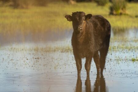 Calf grazing in the Marshes of the Ampurdan, Girona, Catalonia, Spain.の写真素材